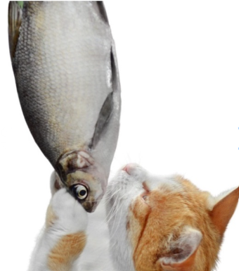 Pez con Movimiento para Gatos Recargable USB