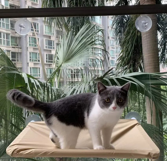 Hamaca para Gatos de Ventana con Ventosas